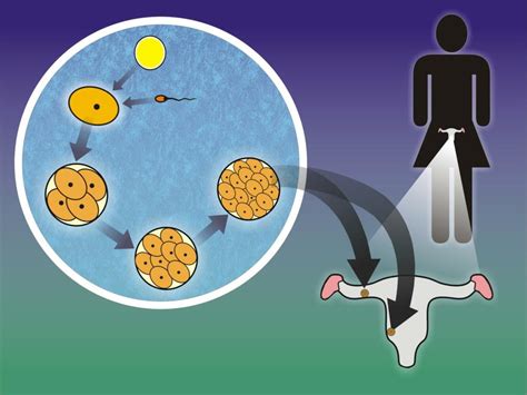 PPT - Ethical problems with cloning: Reproductive Cloning PowerPoint Presentation - ID:6584972