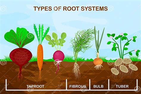 Types Root Systems of Plants. Taproot, Fibrous, Bulb and Tuber Root Example Comparison Stock ...