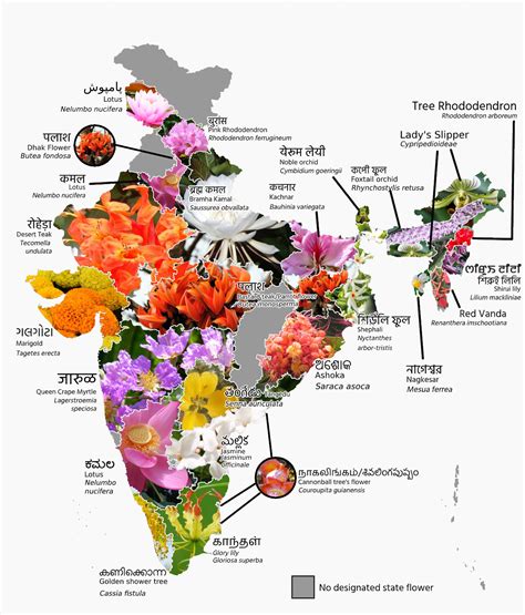 [OC] State Flowers of India : r/Kerala