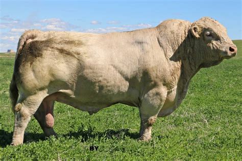 Top shelf Charolais genetics to be offered | Queensland Country Life | QLD