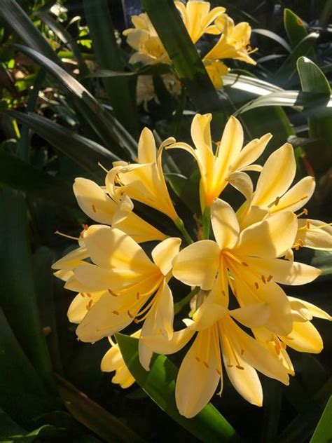 Clivia Yellow — Rockbank Nursery