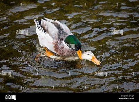 Pair of mallard ducks mating on a duck pond Stock Photo - Alamy