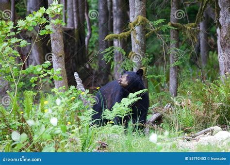 Black Bear in the Forest in British Columbia Canada Stock Image - Image ...