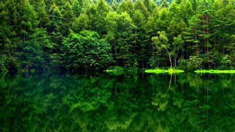 Nature Green Forest Wallpapers - Top Free Nature Green Forest Backgrounds - WallpaperAccess