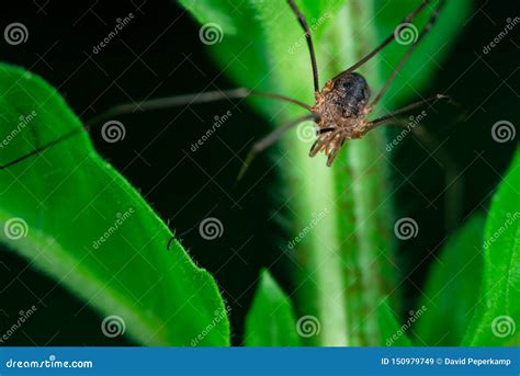 Harvestmen, Spider Top View on a Plant Stock Image - Image of colors ...