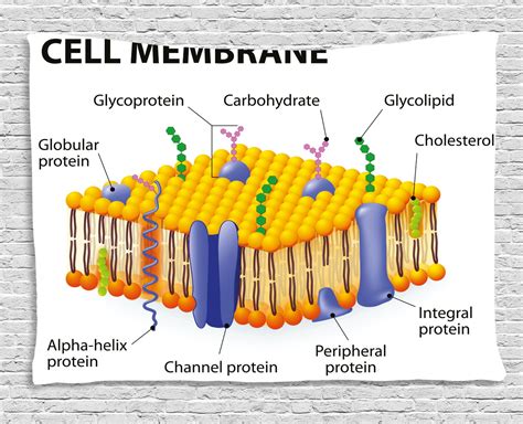 Educational Tapestry, Detailed Diagram of Membrane Cell Structure Types ...