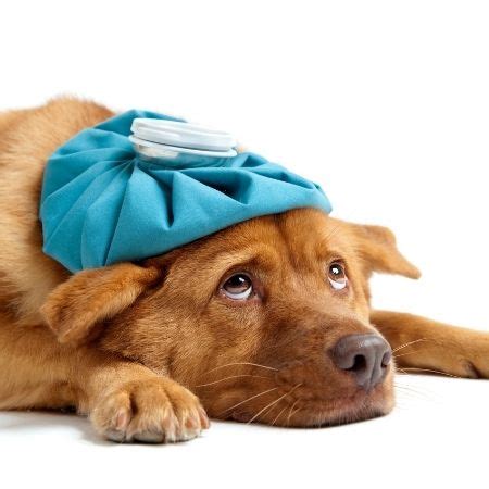 Colitis in dogs: best foods,symptoms,stress colitis in dogs