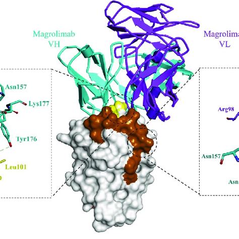 Structure of the Magrolimab/CD47 complex. The FG and BC loops of CD47... | Download Scientific ...