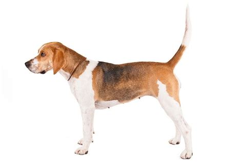 What Is The Difference Between Beagle And Beagle Harrier