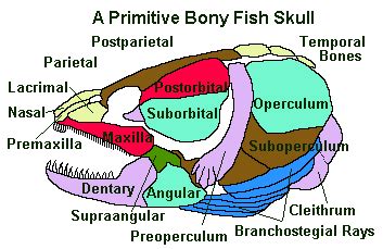 Fish Head Anatomy