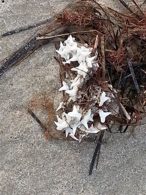 Ocracoke Island Journal: Shark's Teeth