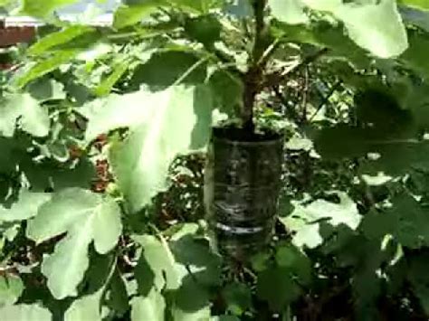 Fig Tree Propagation - YouTube