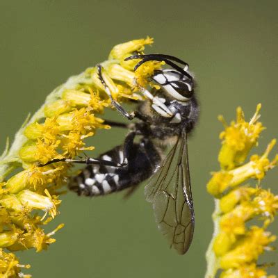 Bald Faced Hornet Life Cycle