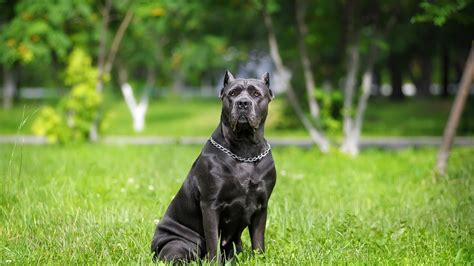 Is An Italian Mastiff The Same As A Cane Corso