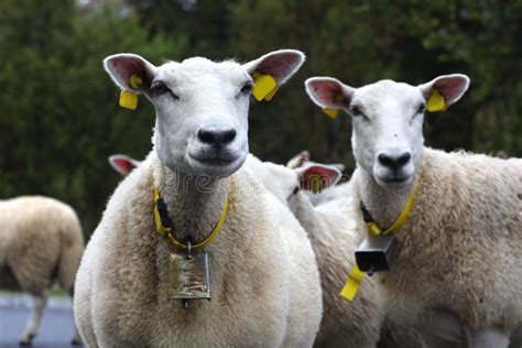 Ewe stock image. Image of sheep, rural, white, animal - 28180975