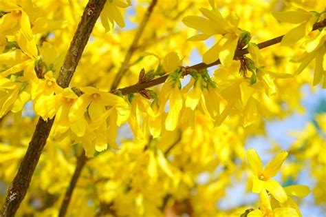 Grow Forsythias from Stem Cuttings in 5 Easy Steps