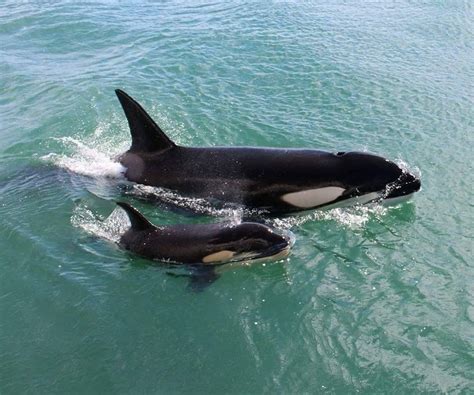 Pin on Mom and baby , la mamma e i suoi cuccioli