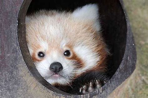 First pictures of adorable baby red pandas born at ZSL Whipsnade Zoo ...