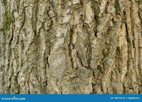 Aspen Tree Bark Ash, Texture Background Close-up. Brown Old Tree Bark ...