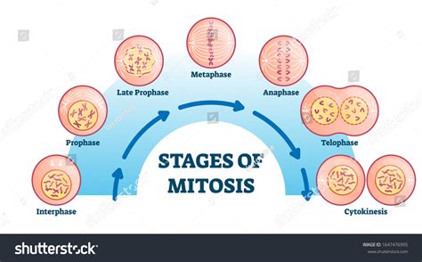 35+ Mitosis Process Diagram - AliaShevaun