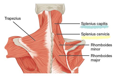 Músculos profundos de la espalda | Anatomía | Association LEA