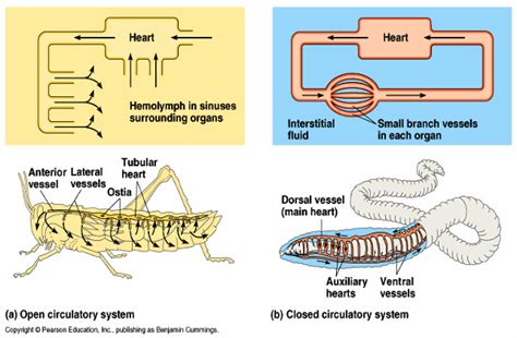 Insect Circulatory System - Amiah-has-Wyatt