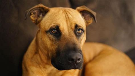 Are Black Mouth Cur Dogs Good for Families? Traits & Tips