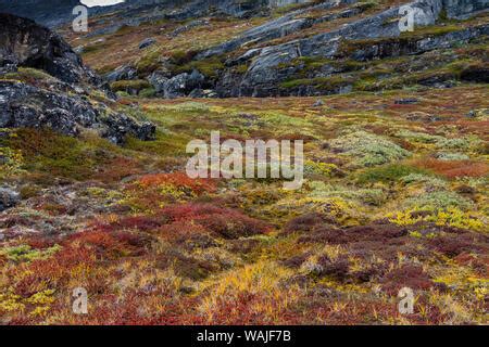 Greenland. Eqip Sermia. Greenlandic forest of dwarf trees and other ...