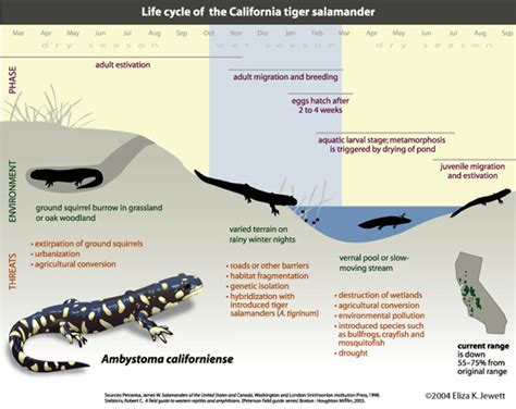 Afarensis: Anthropology, Evolution and Science: Friday Salamander Blogging