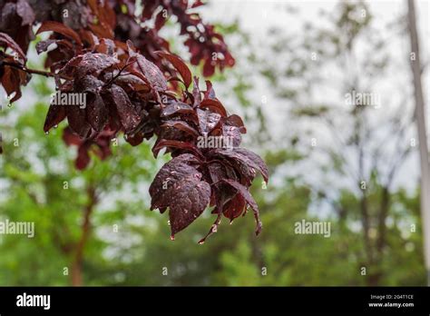 red leaf plum tree and its fruit on the branch. prunus cerasifera ...