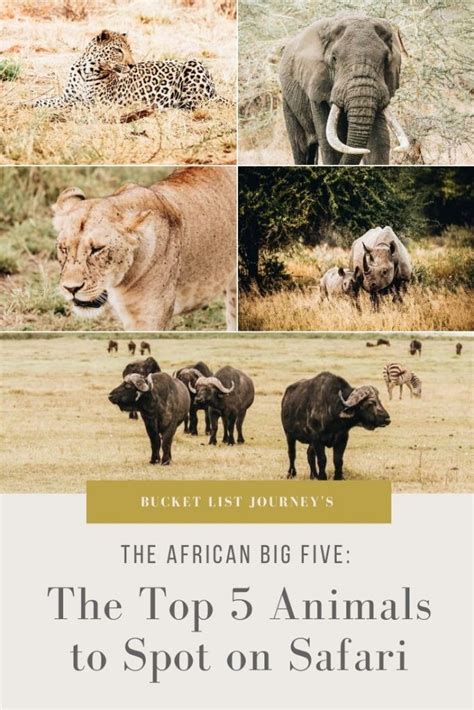 The African Big Five: The Top 5 Animals to Spot on Safari