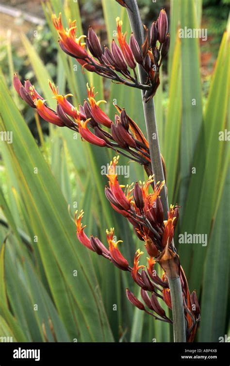 Phormium tenax flower hi-res stock photography and images - Alamy