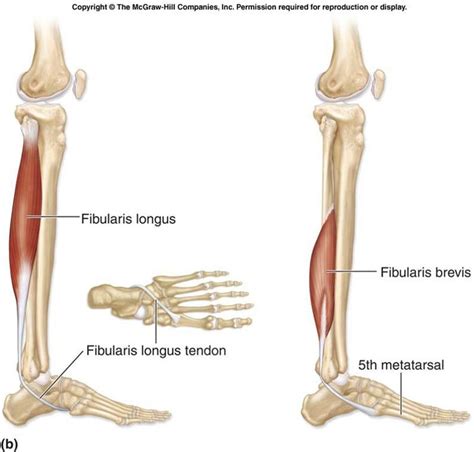 Muscles Part 9 Flashcards - Easy Notecards