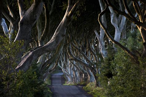 Dark Hedges - Lauren Bath