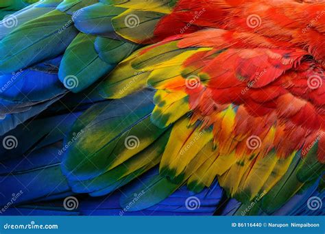 Macaw bird`s feathers stock photo. Image of ornithology - 86116440