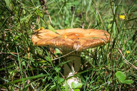 Edible russula mushroom stock photo. Image of outdoors - 20393368