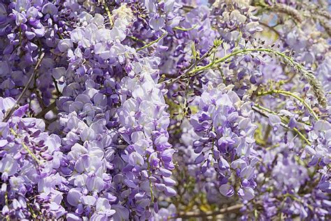 The Wisteria Free Stock Photo - Public Domain Pictures