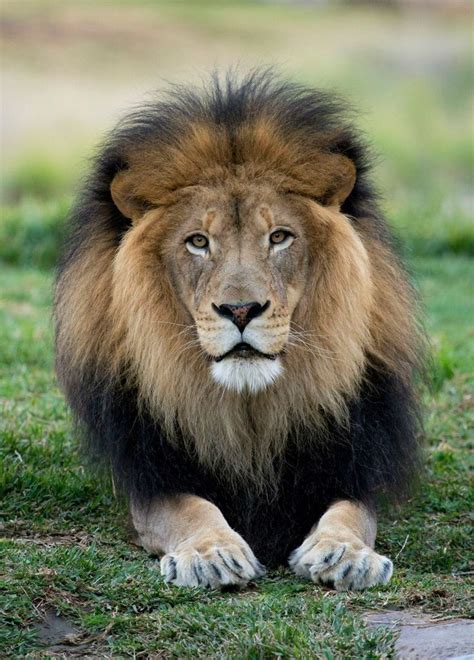 Pin on Доска с Животными~ | San diego zoo safari park, Lion pictures ...