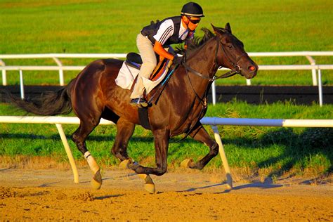 Thoroughbred Horse training @ Fair Hill Training Center, M… | Flickr