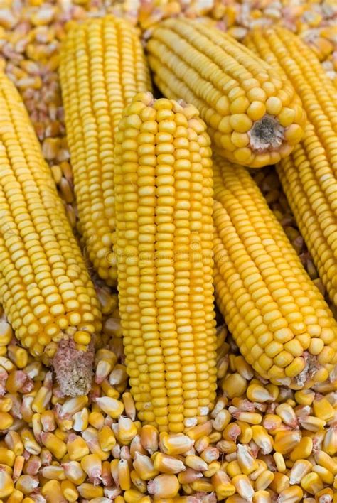 Corn Cob and corn kernel stock image. Image of agriculture - 14983085