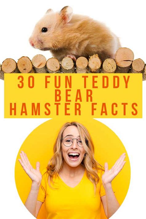 Teddy Bear Hamster Facts - 14 Reasons To Buy A Syrian Hamster