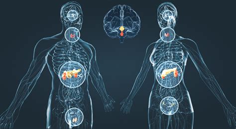 Endocrine system - 3D scene - Mozaik Digital Education and Learning