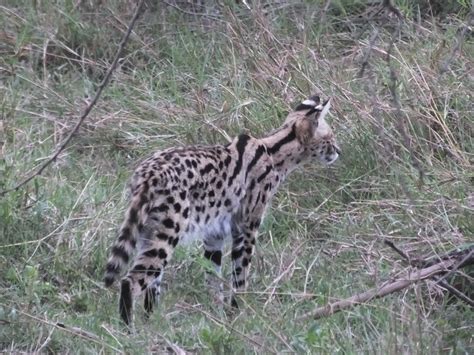 Serval (cat) | SIMILAR BUT DIFFERENT IN THE ANIMAL KINGDOM