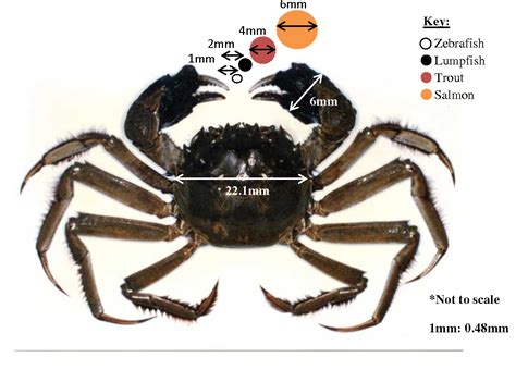 Figure 1 from Laboratory based feeding behaviour of the Chinese mitten ...