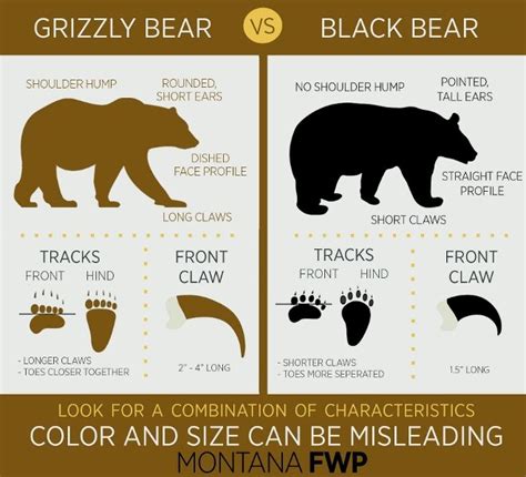 How to Tell the Difference Between a Grizzly Bear and a Black Bear — Greater Yellowstone Coalition