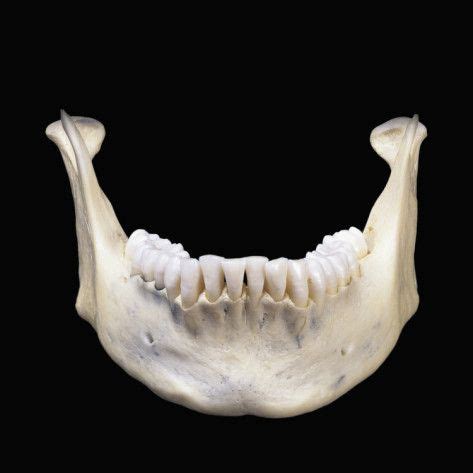 human-lower-jaw-bone-or-mandible-is-the-largest-and-strongest-bone-in-the-face (via Allposters ...