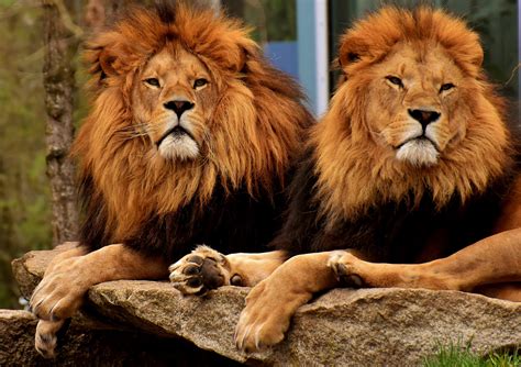 wallpaper lions, predators, muzzle, mane, king of beasts HD : Widescreen : High Definition ...