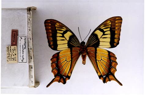 Pterourus esperanza (type specimens)