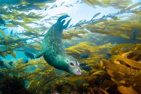 seal7Jan11-14 | Ocean creatures, Ocean animals, Water life