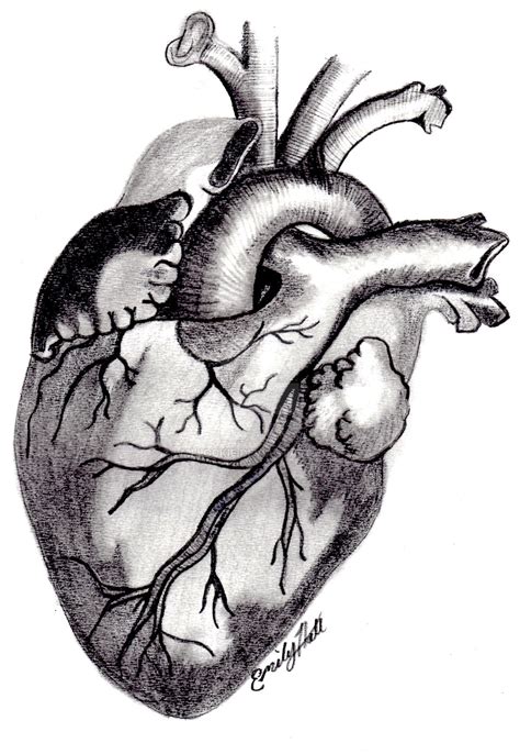 Vintage Anatomical Heart Drawing | Free download on ClipArtMag